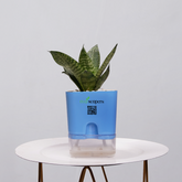Snake Plant Bird’s Nest (Sansevieria Hahnii)